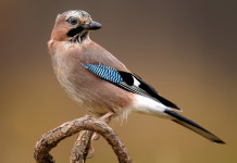 Calendario venatorio della Campania 2024/2025: i dettagli