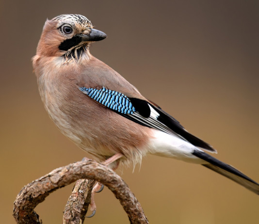 Calendario venatorio della Campania 2024/2025: i dettagli