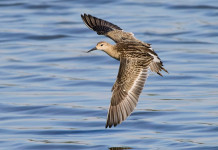 Che cosa dispongono le riduzioni del calendario venatorio della Lombardia? Che cosa dispongono le riduzioni al calendario venatorio della Lombardia? combattente in volo