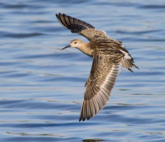 Che cosa dispongono le riduzioni del calendario venatorio della Lombardia? Che cosa dispongono le riduzioni al calendario venatorio della Lombardia? combattente in volo
