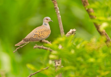 Che cosa prevede il calendario venatorio della Puglia? Che cosa prevede il calendario venatorio della Puglia 2024/2025? tortora sul ramo di un albero