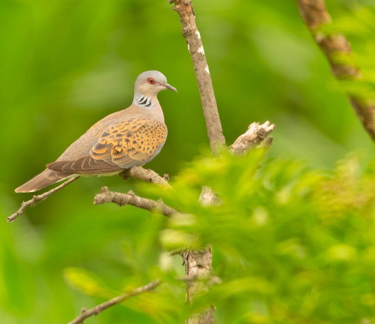 Che cosa prevede il calendario venatorio della Puglia? Che cosa prevede il calendario venatorio della Puglia 2024/2025? tortora sul ramo di un albero