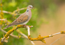 Confermata la sospensione della preapertura alla tortora in Veneto Confermata la sospensione della preapertura alla tortora in Veneto