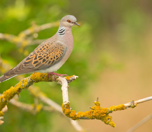 Confermata la sospensione della preapertura alla tortora in Veneto Confermata la sospensione della preapertura alla tortora in Veneto