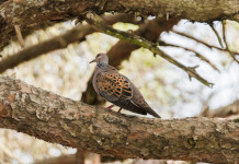 Diffuso il calendario venatorio della Sardegna