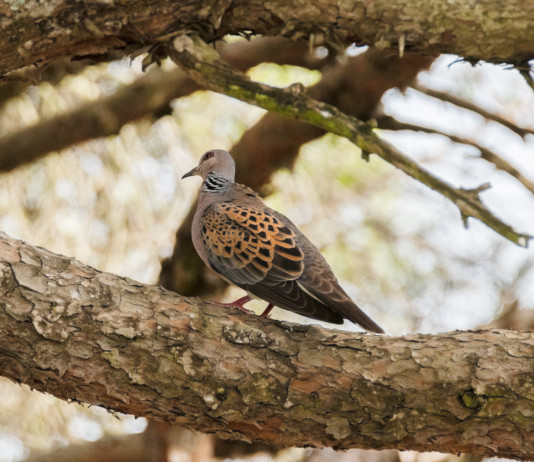 Diffuso il calendario venatorio della Sardegna
