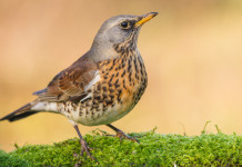 Divieto di caccia in prossimità dei valichi montani, interrogazione di Bruzzone al governo Divieto di caccia in prossimità dei valichi montani, interrogazione di Bruzzone al governo: cesena (turdus pilaris)