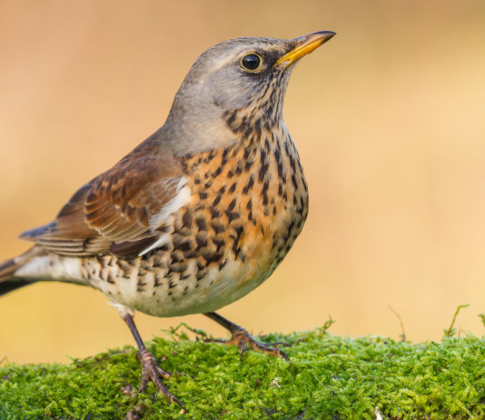 Divieto di caccia in prossimità dei valichi montani, interrogazione di Bruzzone al governo Divieto di caccia in prossimità dei valichi montani, interrogazione di Bruzzone al governo: cesena (turdus pilaris)