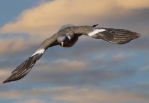 Dove e che cosa si potrà cacciare in preapertura? Caccia in preapertura 2024/2025: colombaccio in volo