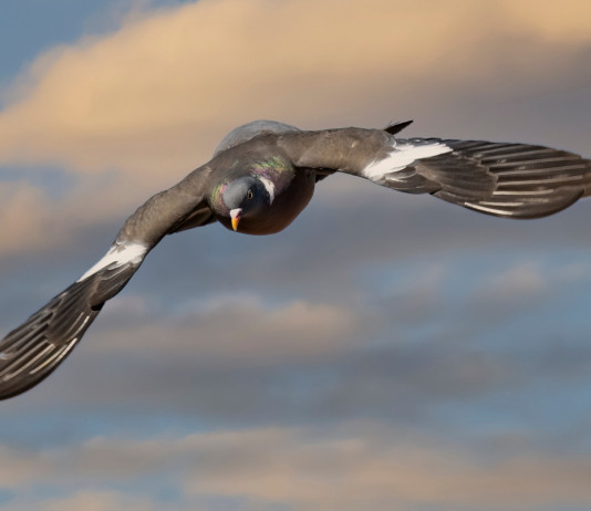 Dove e che cosa si potrà cacciare in preapertura? Caccia in preapertura 2024/2025: colombaccio in volo