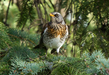 Federcaccia Lombardia teme un settembre complicato Federcaccia Lombardia teme un settembre complicato: cesena (Turdus pilaris), fieldfare