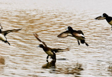 Fidc smentisce indiscrezioni su posticipo dell’apertura della caccia in Calabria Fidc smentisce indiscrezioni su posticipo dell’apertura della caccia in Calabria: quattro morette in volo