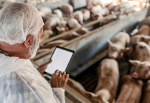 Filippini firma la prima ordinanza da commissario alla peste suina africana