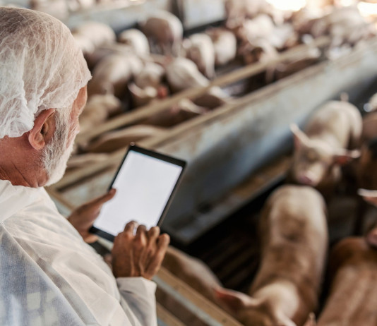 Filippini firma la prima ordinanza da commissario alla peste suina africana