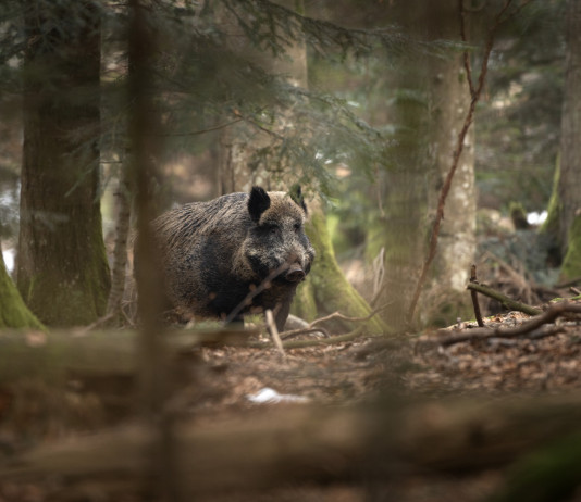 Ordinanza per il contenimento della peste suina africana in Toscana Giani firma ordinanza per il contenimento della peste suina africana in Toscana: cinghiale nel bosco