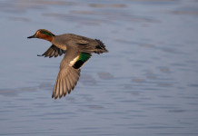 I dettagli del calendario venatorio del Molise I dettagli del calendario venatorio del Molise 2024 2025: alzavola (Anas crecca, eurasian teal) in volo