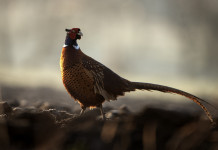I dettagli del calendario venatorio dell’Umbria I dettagli del calendario venatorio dell’Umbria: fagiano maschio a primavera
