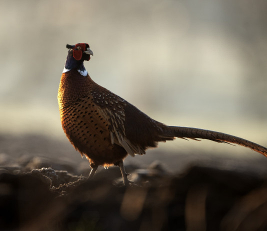 I dettagli del calendario venatorio dell’Umbria I dettagli del calendario venatorio dell’Umbria: fagiano maschio a primavera
