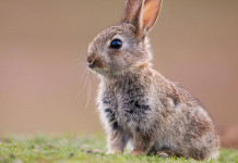 I dettagli del calendario venatorio della Sicilia 2024/2025 I dettagli del calendario venatorio della Sicilia 2024/2025: coniglio selvatico