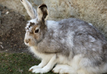 I dettagli del calendario venatorio della Valle d’Aosta I dettagli del calendario venatorio della Valle d’Aosta: lepre variabile (Lepus timidus, mountain hare)