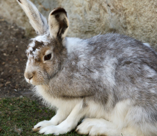 I dettagli del calendario venatorio della Valle d’Aosta I dettagli del calendario venatorio della Valle d’Aosta: lepre variabile (Lepus timidus, mountain hare)