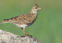 Il riepilogo del calendario venatorio delle Marche Il riepilogo del calendario venatorio delle Marche 2024/2025: allodola (Alauda arvensis, eurasian skylark)
