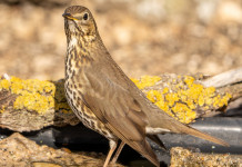 In Lombardia la sostituzione degli anelli per richiami vivi slitta al 2025 In Lombardia la sostituzione degli anelli per richiami vivi slitta al 2025: tordo bottaccio