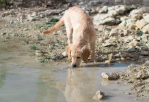 La giardiasi: acqua sporca La giardiasi: acqua sporca - golden retriever in prossimità di un ruscello