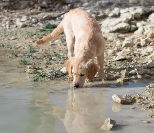 La giardiasi: acqua sporca La giardiasi: acqua sporca - golden retriever in prossimità di un ruscello