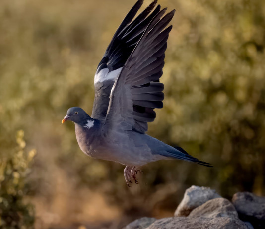 Niente posticipo dell’apertura in Calabria: i dettagli del calendario Niente posticipo dell'apertura in Calabria: i dettagli del calendario venatorio - colombaccio in volo
