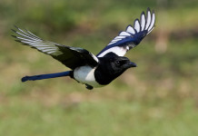 Ok alla preapertura della caccia ai corvidi in Umbria Ok alla preapertura della caccia ai corvidi in Umbria: gazza (pica pica) in volo