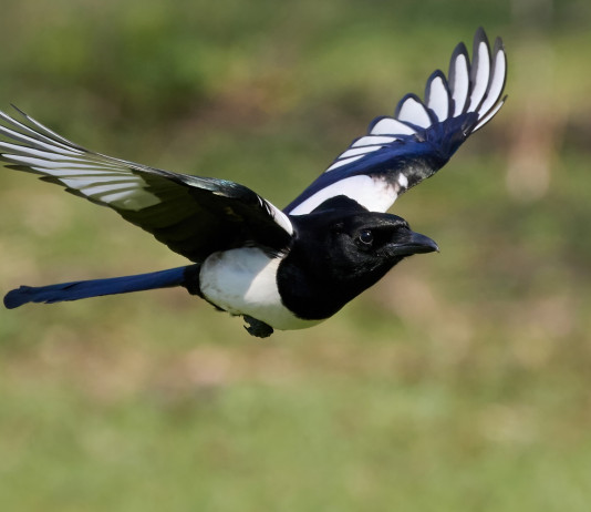 Ok alla preapertura della caccia ai corvidi in Umbria Ok alla preapertura della caccia ai corvidi in Umbria: gazza (pica pica) in volo