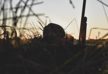 Presentata proposta di legge su appostamenti temporanei in Veneto Presentata proposta di legge su appostamenti temporanei in Veneto