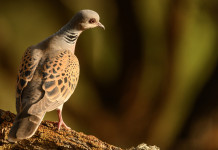 Presentato ricorso contro il calendario venatorio dell’Umbria Presentato ricorso contro il calendario venatorio dell’Umbria: tortora