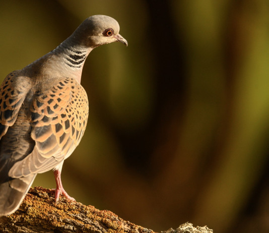 Presentato ricorso contro il calendario venatorio dell’Umbria Presentato ricorso contro il calendario venatorio dell’Umbria: tortora