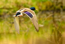 Quali sono gli altri profili di ricorso contro il calendario venatorio del Veneto?