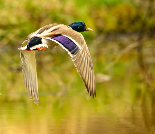 Quali sono gli altri profili di ricorso contro il calendario venatorio del Veneto?