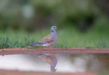 Respinto ricorso contro il calendario venatorio delle Marche: preapertura ok Respinto ricorso contro il calendario venatorio delle Marche: preapertura ok - tortora in ambiente umido