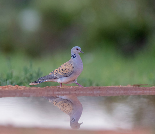 Respinto ricorso contro il calendario venatorio delle Marche: preapertura ok Respinto ricorso contro il calendario venatorio delle Marche: preapertura ok - tortora in ambiente umido