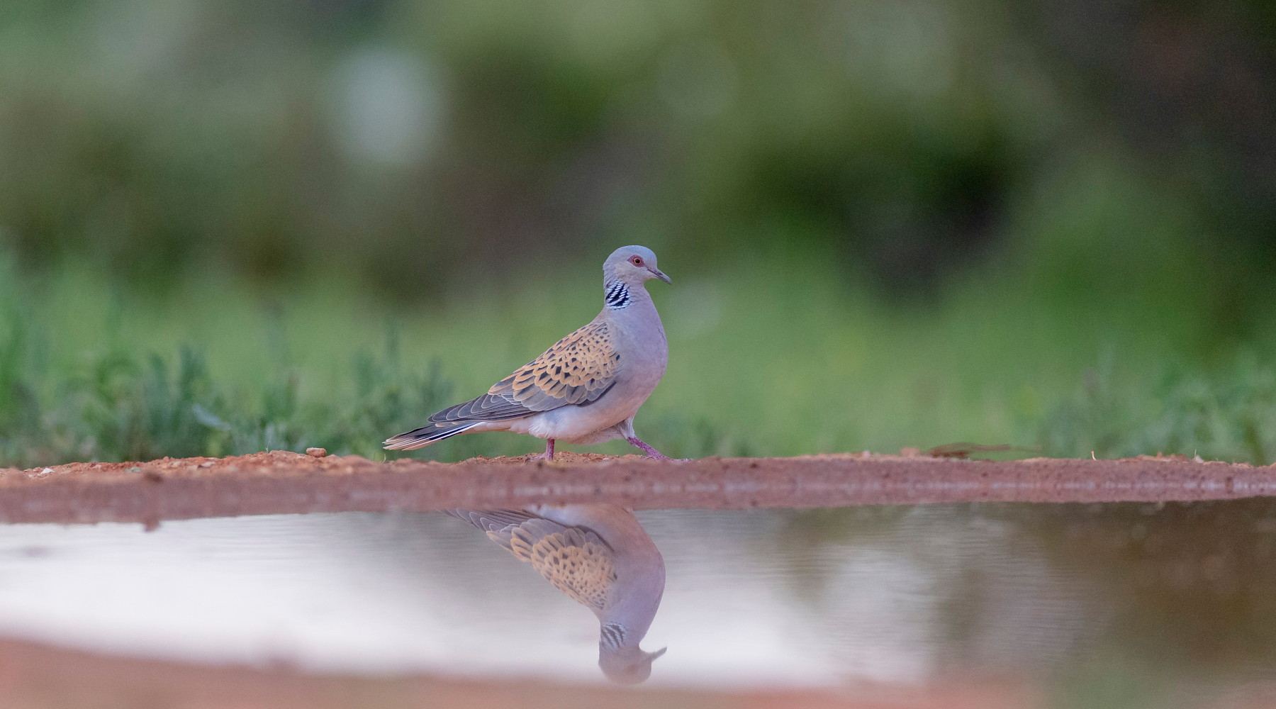 Respinto ricorso contro il calendario venatorio delle Marche: preapertura ok Respinto ricorso contro il calendario venatorio delle Marche: preapertura ok - tortora in ambiente umido
