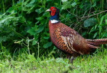 Ricorso Lac contro il calendario venatorio dell’Emilia Romagna Ricorso Lac contro il calendario venatorio dell’Emilia Romagna: fagiano