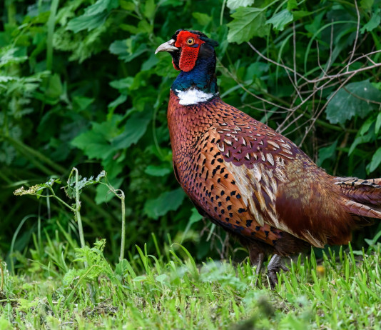 Ricorso Lac contro il calendario venatorio dell’Emilia Romagna Ricorso Lac contro il calendario venatorio dell’Emilia Romagna: fagiano