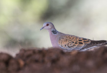Sospesa la caccia alla tortora in Umbria Sospesa la caccia alla tortora in Umbria
