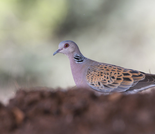 Sospesa la caccia alla tortora in Umbria Sospesa la caccia alla tortora in Umbria