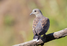 Sospesa la preapertura alla tortora in Basilicata Sospesa la preapertura alla tortora in Basilicata