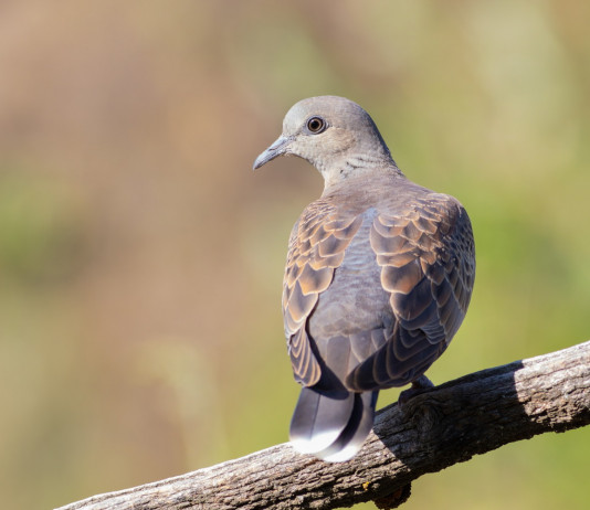 Sospesa la preapertura alla tortora in Basilicata Sospesa la preapertura alla tortora in Basilicata
