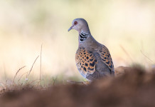 Sospesa la preapertura della caccia alla tortora in Veneto Sospesa la preapertura della caccia alla tortora in Veneto