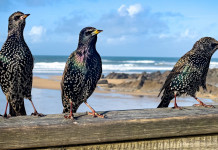 Tre specie cacciabili in preapertura in Toscana Tre specie cacciabili in preapertura in Toscana: tre storni