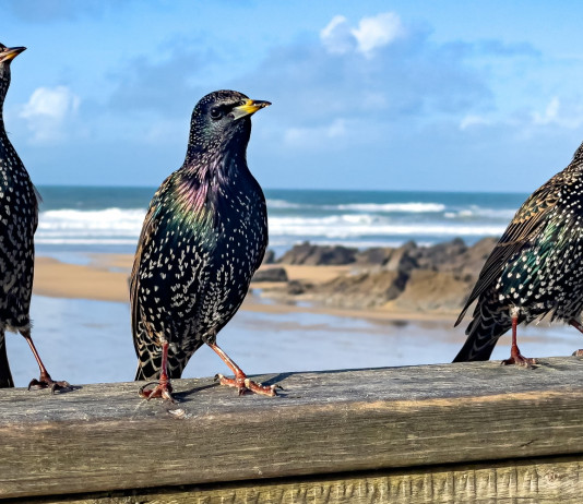 Tre specie cacciabili in preapertura in Toscana Tre specie cacciabili in preapertura in Toscana: tre storni