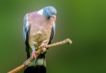 Sospesa la preapertura della caccia in Campania Sospesa la preapertura della caccia in Campania: colombaccio